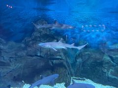 -烟台海昌鲸鲨海洋公园