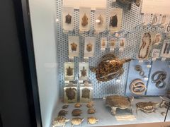 -浙江自然博物院(杭州馆)