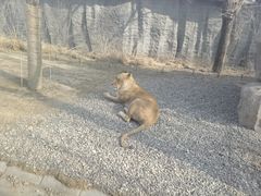 -北京野生动物园