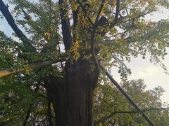 -上海佘山国家森林公园天马山园