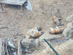 -大连森林动物园