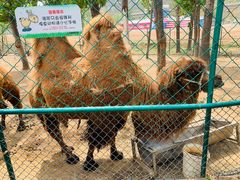 -大连铭湖国际观光牧场