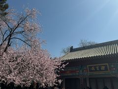 -桃花堤公园