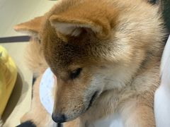 -逗柴咖啡屋·狗咖猫咖宠物桌游