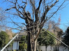 -上海佘山国家森林公园天马山园