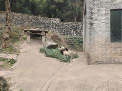 -都江堰中华大熊猫苑