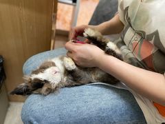 -宠物兔专门店(天丰利市场店)