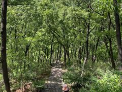 -鲁山国家森林公园