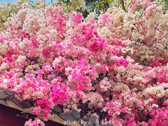 -深圳国际园林花卉博览园