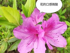 -上海滨江森林公园