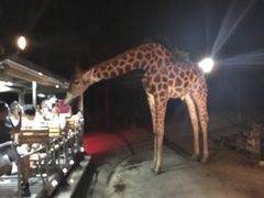 -清迈夜间动物园