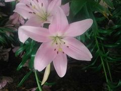 android_upload_pic-蠡湖中央公园