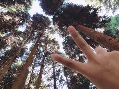 -武陵山森林公园