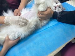 -美联众合动物医院·24h转诊中心
