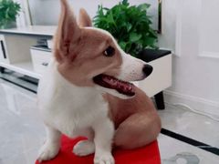 -悠尼宠物·独立低压伊珊娜洗护·美容·寄养(兰谷路店)