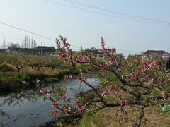 android_upload_pic-南汇桃花村
