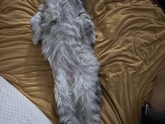 -小猫来了猫舍(福田店)