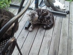android_upload_pic-海边的猫和咖啡馆