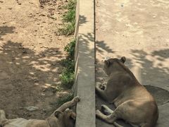 -西霞口神雕山野生动物世界