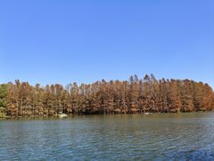 -上海海湾国家森林公园