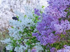 -大兴滨河森林公园