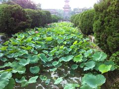 -四川大学(华西校区)