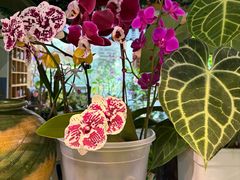 -谷咖啡·鲜花绿植花园餐厅