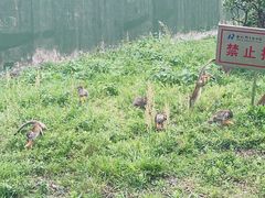 -合肥野生动物园