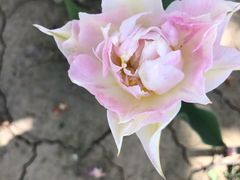 -石家庄市植物园