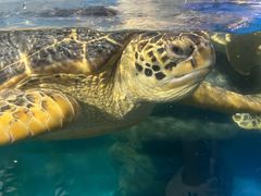-烟台海昌鲸鲨海洋公园