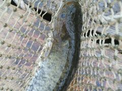 -八仔大富楼·河鲜(西江店)