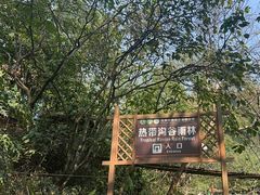 -西双版纳原始森林公园