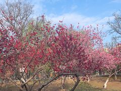 -桃花堤公园