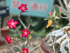 -国家植物园南园