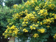 DSC00213-白鹭洲公园