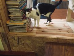 -猫色咖啡·猫咖