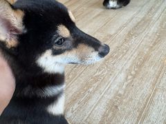 -南京Hallo宠物乐园·哈罗犬舍·柴犬繁育基地
