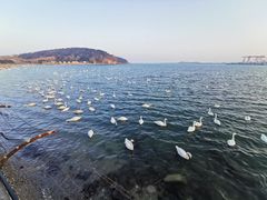 -烟墩角天鹅湖