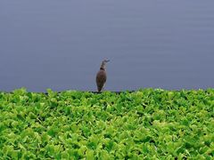 -重庆彩云湖湿地公园