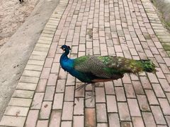 -泉州海丝野生动物世界