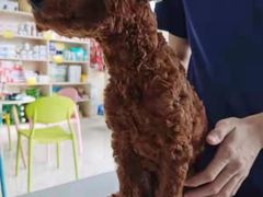 -乐琪宠物医院·犬猫专科·骨外科·急重症
