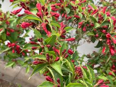 -柳沟豆腐宴64号院