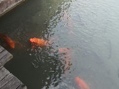 -乌村