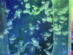 -太奥幻太奇海洋馆