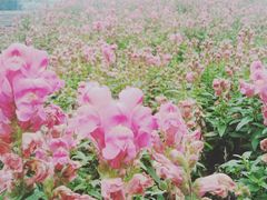 -重庆市江北嘴中央商务区中央公园