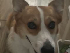 -心仪动物医院·牙专科·肿瘤·心脏科(西客站院)