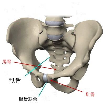 耻骨和尾骨的位置图图片