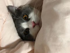 -东方名猫馆·英短金渐层布偶猫舍(环线广场1号楼店)