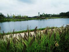 -白鹭湾湿地公园