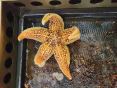 -炭烤麻里·臻选自助烤肉料理(观音桥大融城店)